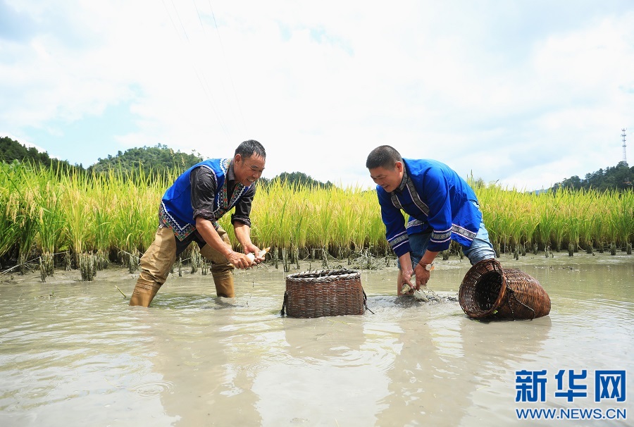 江西樂安：稻香魚肥 村美人勤