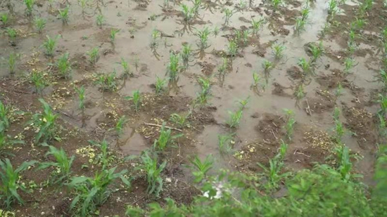 貴州關嶺：遭暴雨襲擊 部分道路被毀 農作物受災嚴重