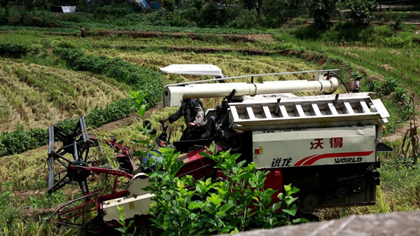 泸州合江机械神操作稻谷从收割到上餐桌仅需一天