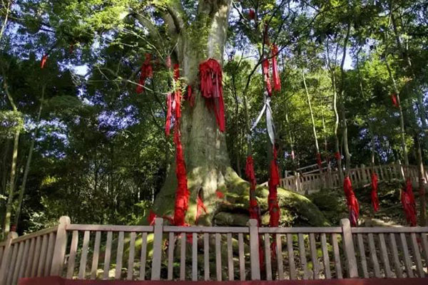 乡村振兴｜雅安市雨城区：推进巩固拓展脱贫攻坚成果同乡村振兴有效衔接_fororder_千年红豆树-供图-雅安雨城区委宣传部