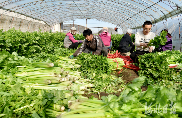 河北张家口宣化区：“一村一品”助力乡村振兴