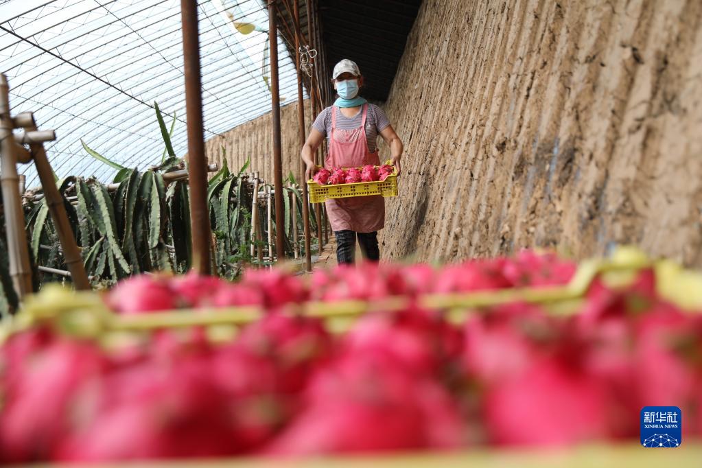 河北平泉：種植火龍果助農增收致富