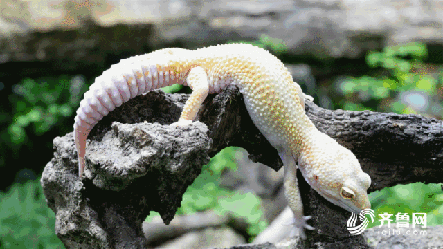 济南这片“热带雨林”免费参观！140余种动植物带你徜徉雨林世界