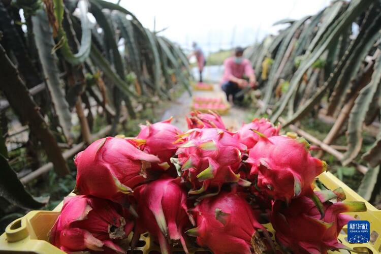 河北平泉：種植火龍果助農增收致富