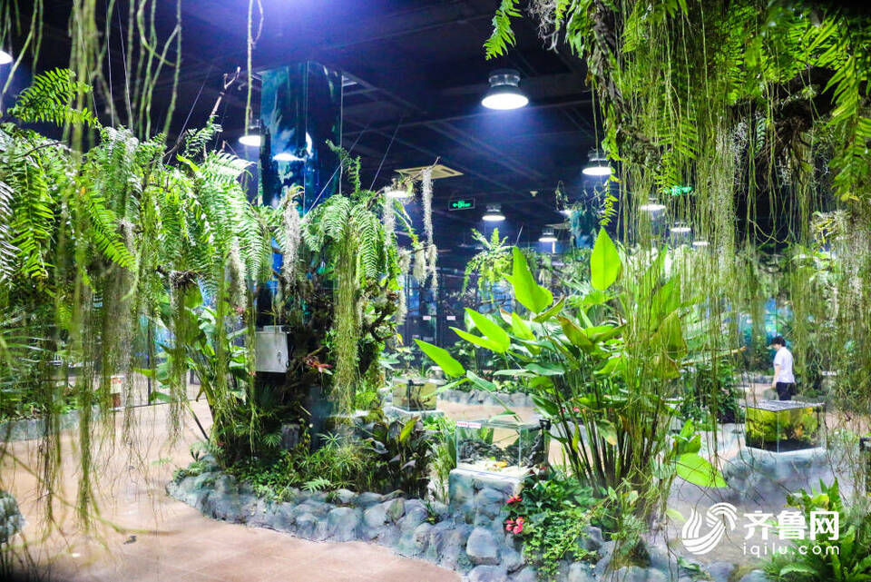 济南这片“热带雨林”免费参观！140余种动植物带你徜徉雨林世界