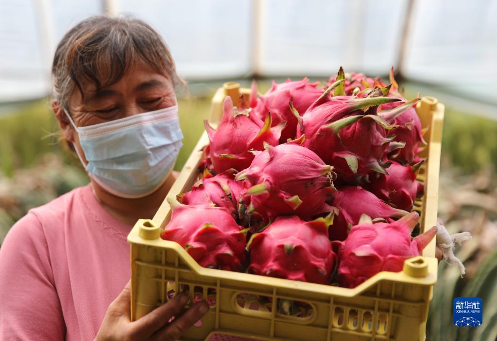 河北平泉：种植火龙果助农增收致富