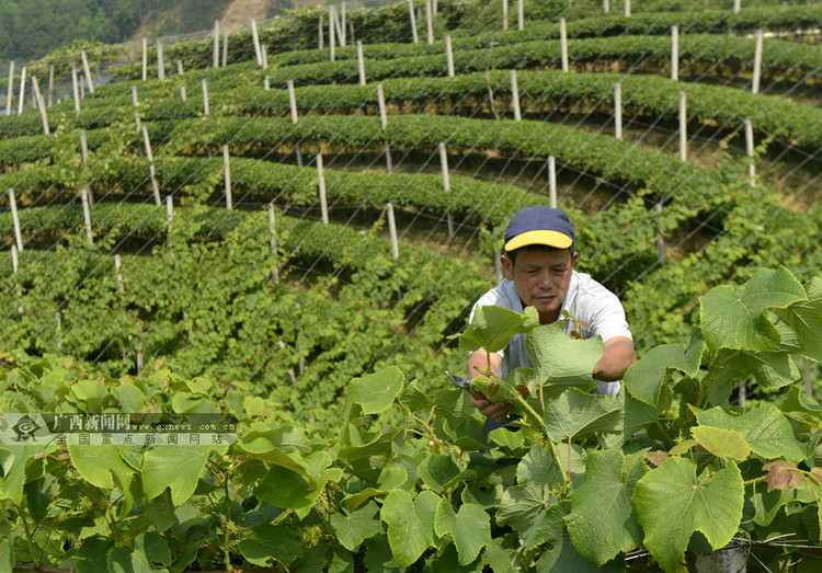 广西三江：立体种植“双收入” 农户受益助脱贫