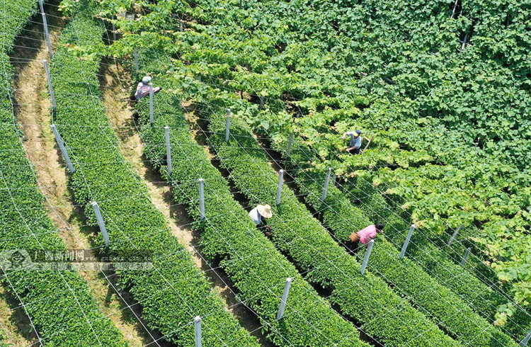 廣西三江：立體種植“雙收入” 農戶受益助脫貧