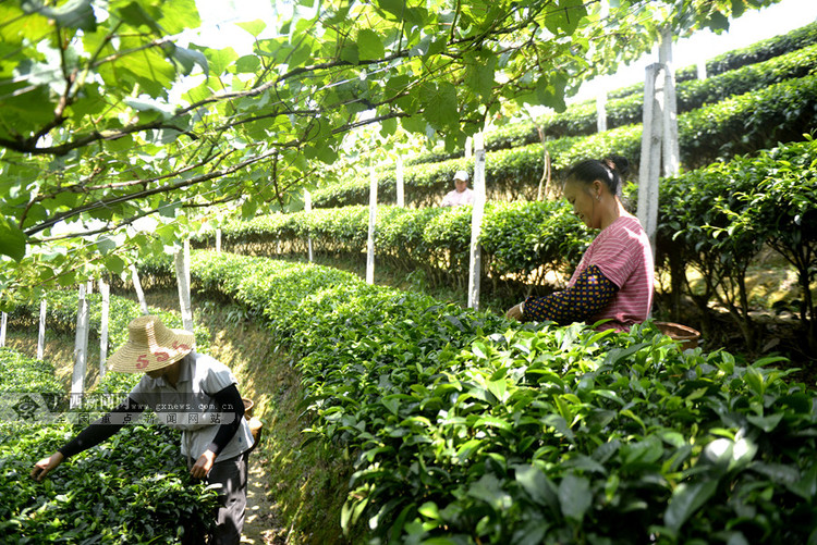 广西三江：立体种植“双收入” 农户受益助脱贫