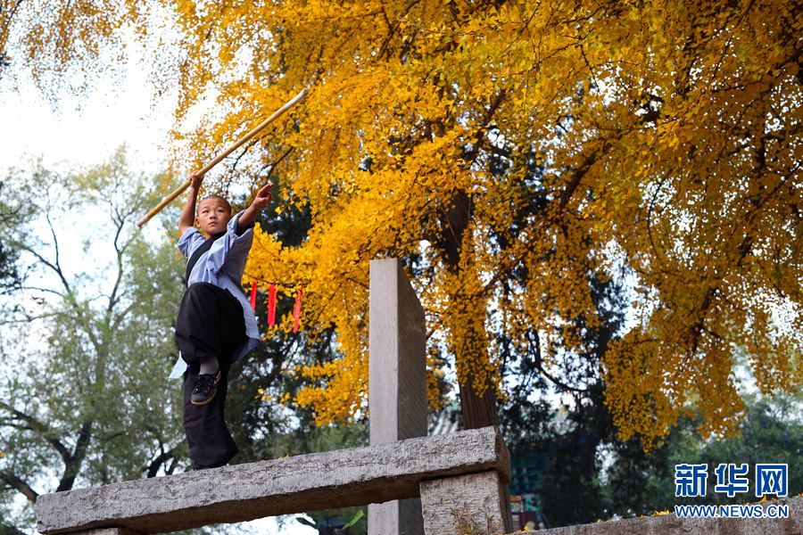 【轮播图】少林寺千年银杏树下的“小拳师”