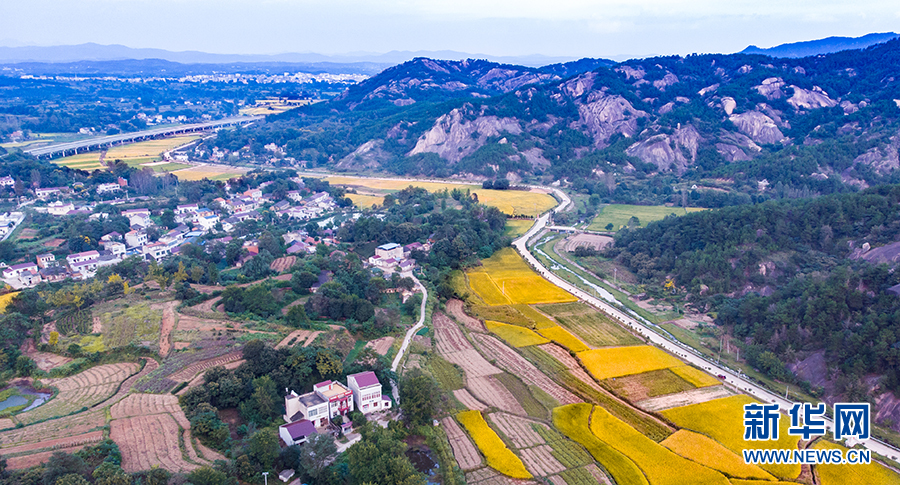 大別山秋色壯美 山色蔥蘢遍地黃