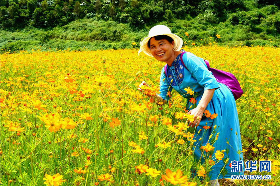 广西百色：青山绿水间 金色花海醉游人