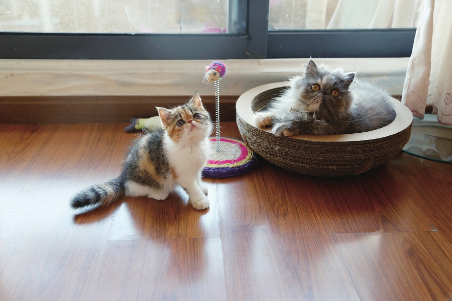 “吸猫”停不下来 猫奴半年花费过万