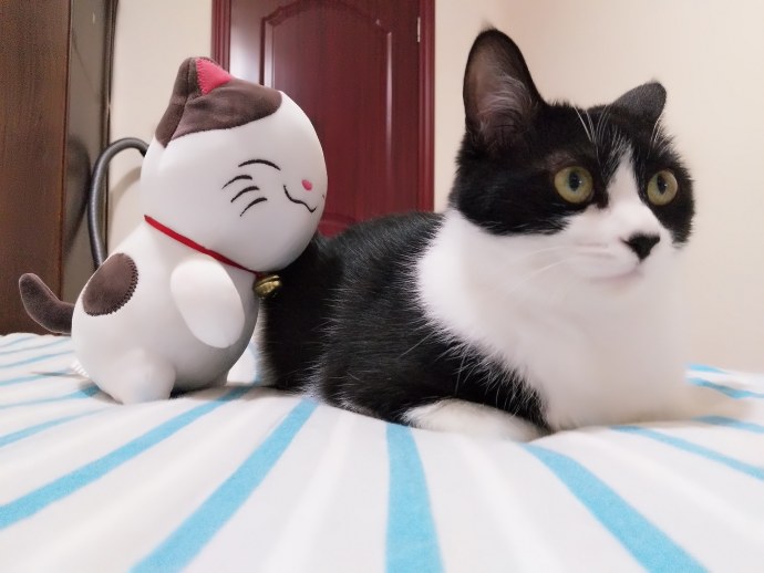 “吸猫”停不下来 猫奴半年花费过万