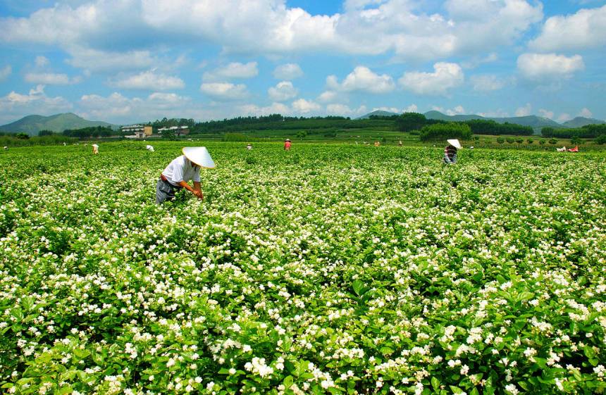 茉莉绽放 广西横州盛开乡村振兴“幸福花”