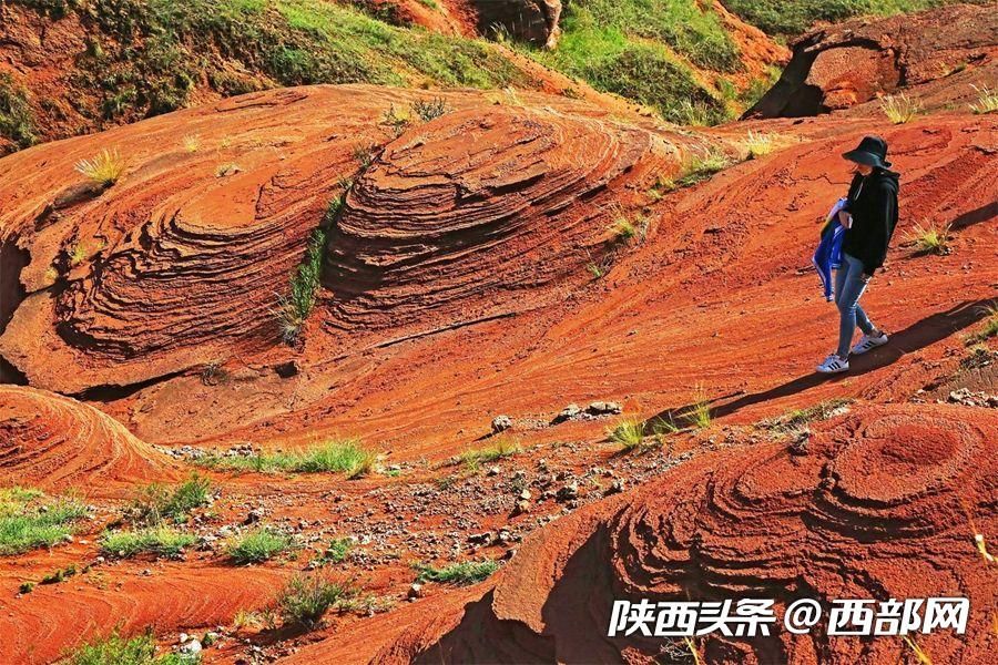 绿树浓阴夏日长 邂逅美丽神木