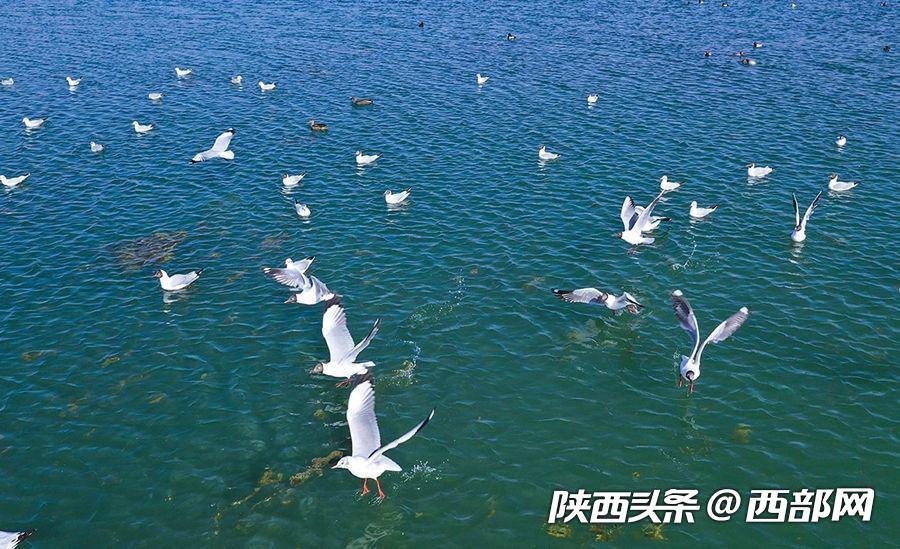 绿树浓阴夏日长 邂逅美丽神木