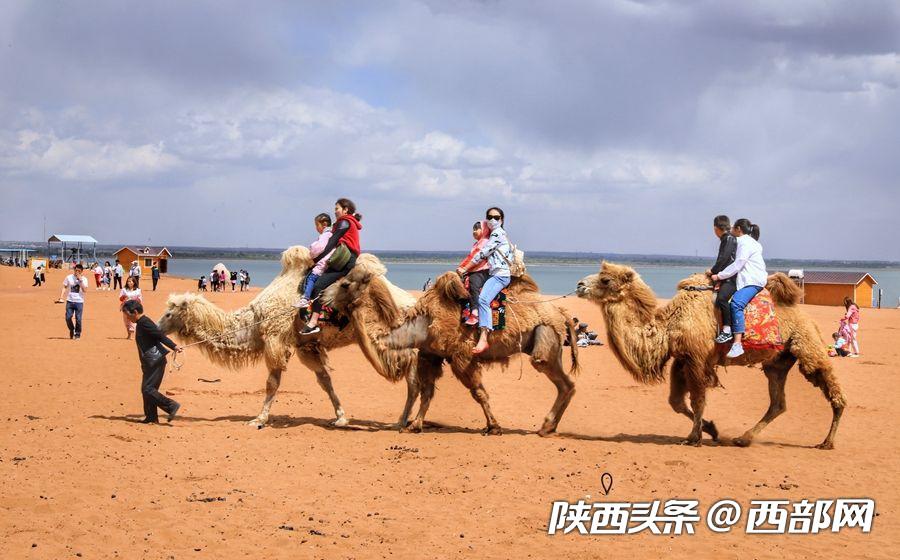 绿树浓阴夏日长 邂逅美丽神木