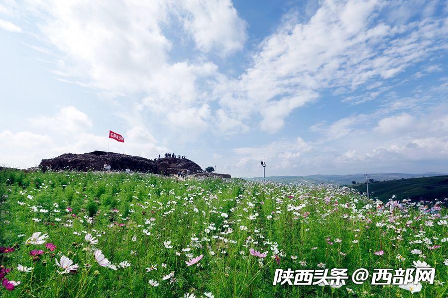 绿树浓阴夏日长 邂逅美丽神木