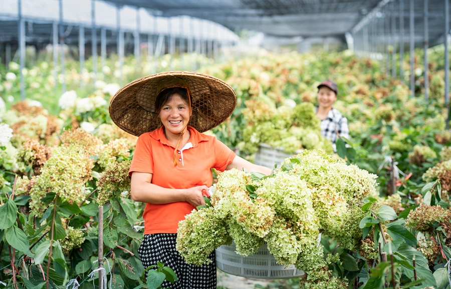 （供稿）黔東南天柱：萬畝大壩稻飄香 林下經濟助增收_fororder_4、近年來，天柱縣鳳城萬畝大壩種植繡球花、食用玫瑰等花卉2000多畝。花卉産業在解決當地農民就業增收的同時，還引爆了當地旅遊業的發展。