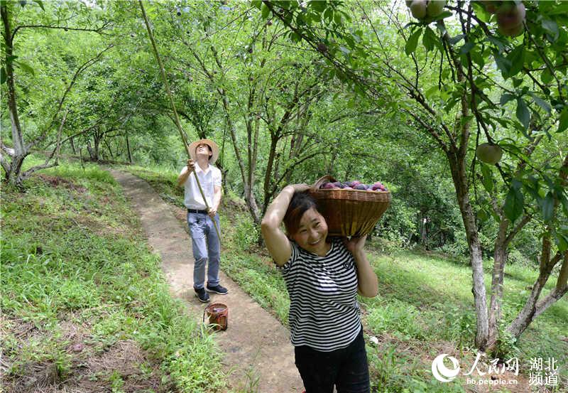 湖北保康：李子成熟上市