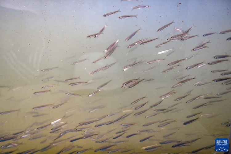 吉林豐滿水電站魚道啟用 打通魚類洄遊通道