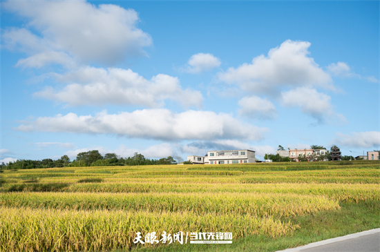（中首）贵阳花溪：高坡稻田迎丰收 金黄一片秋意浓