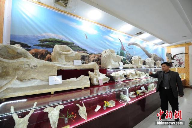 蘭州私人博物館館藏“黃河象”古生物化石