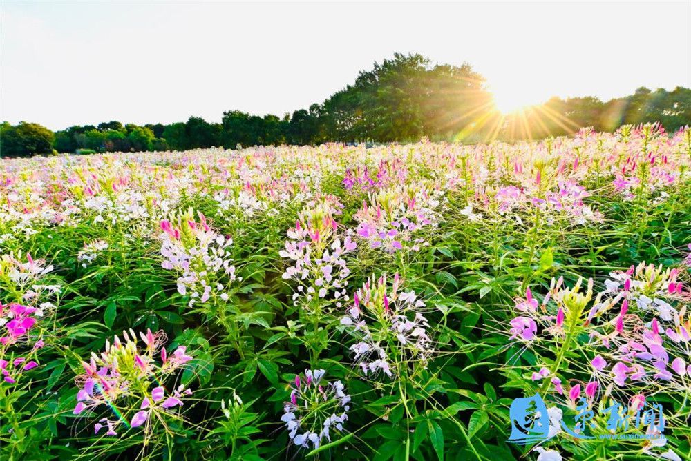 宿迁三台山：鲜花怒放 美翻初秋时光