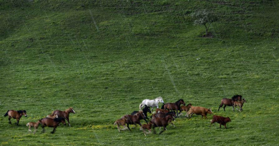 图片默认标题_fororder_20190614gscy-2