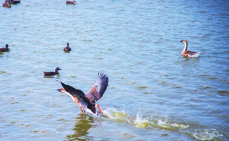 查干湖景区：野鸭湿地内觅食、嬉戏