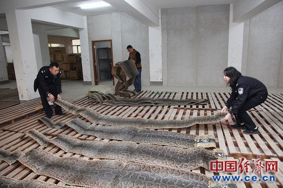 中国海关最大蟒蛇皮走私案告破 总案值3.1亿(图)