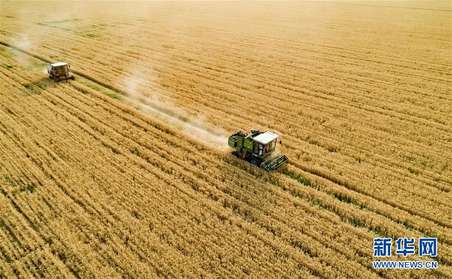 河北武安：抢抓农时 颗粒归仓