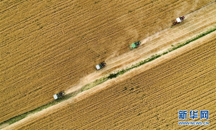 河北武安：抢抓农时 颗粒归仓