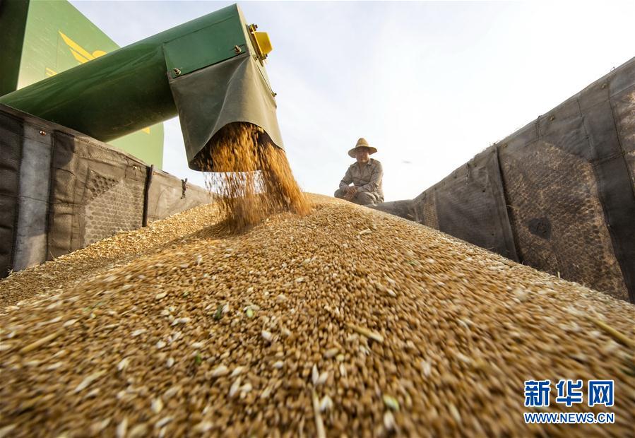 河北武安：抢抓农时 颗粒归仓
