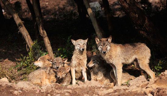 上海野生動物園“穿越猛獸區” 與動物更近距離