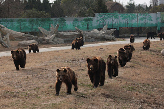 上海野生動物園“穿越猛獸區” 與動物更近距離