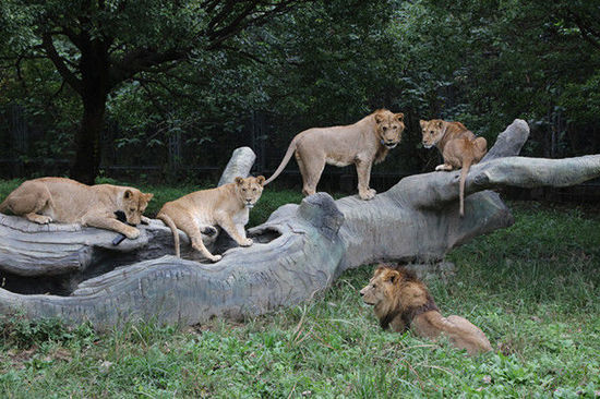 上海野生動物園“穿越猛獸區” 與動物更近距離