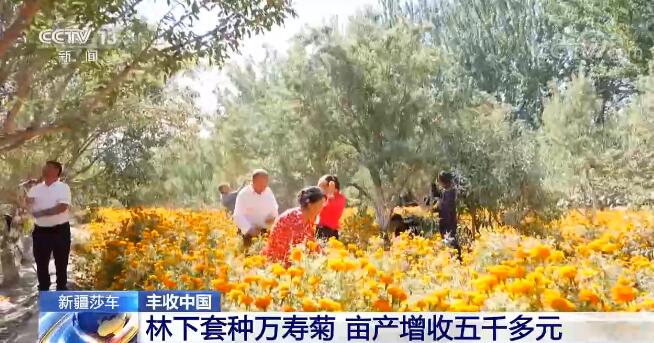 【豐收中國】新疆莎車巴旦木挂枝頭 林下套種實現雙豐收