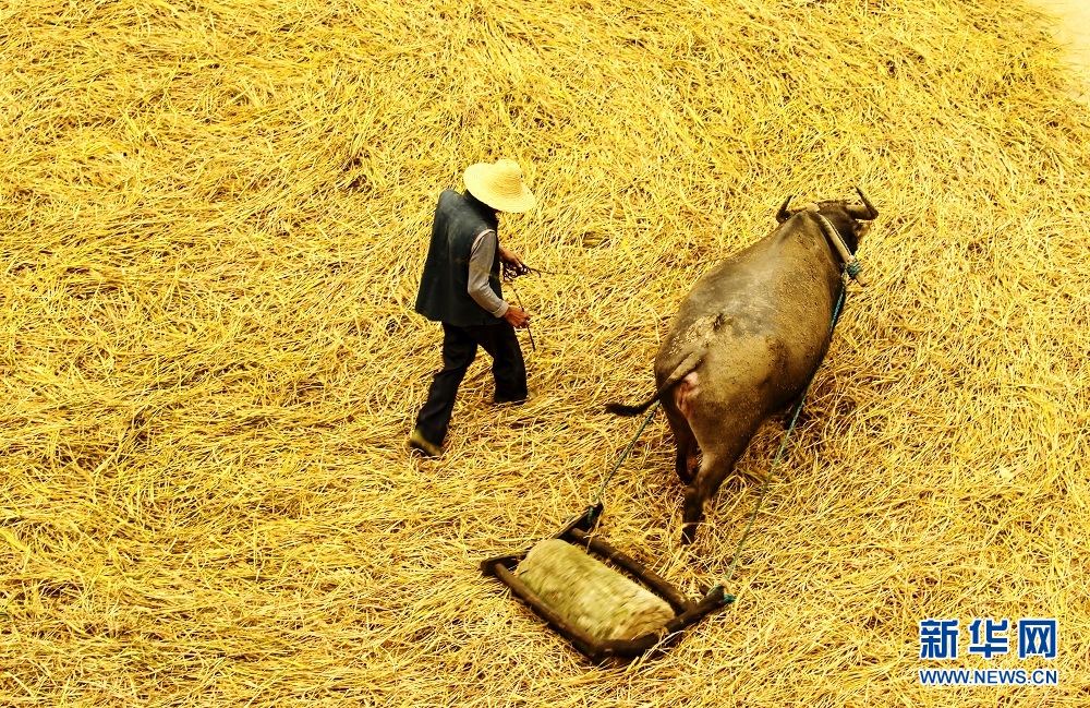 सेप्टेम्बर महिनासँगै धान भित्र्याउँदै_fororder_1