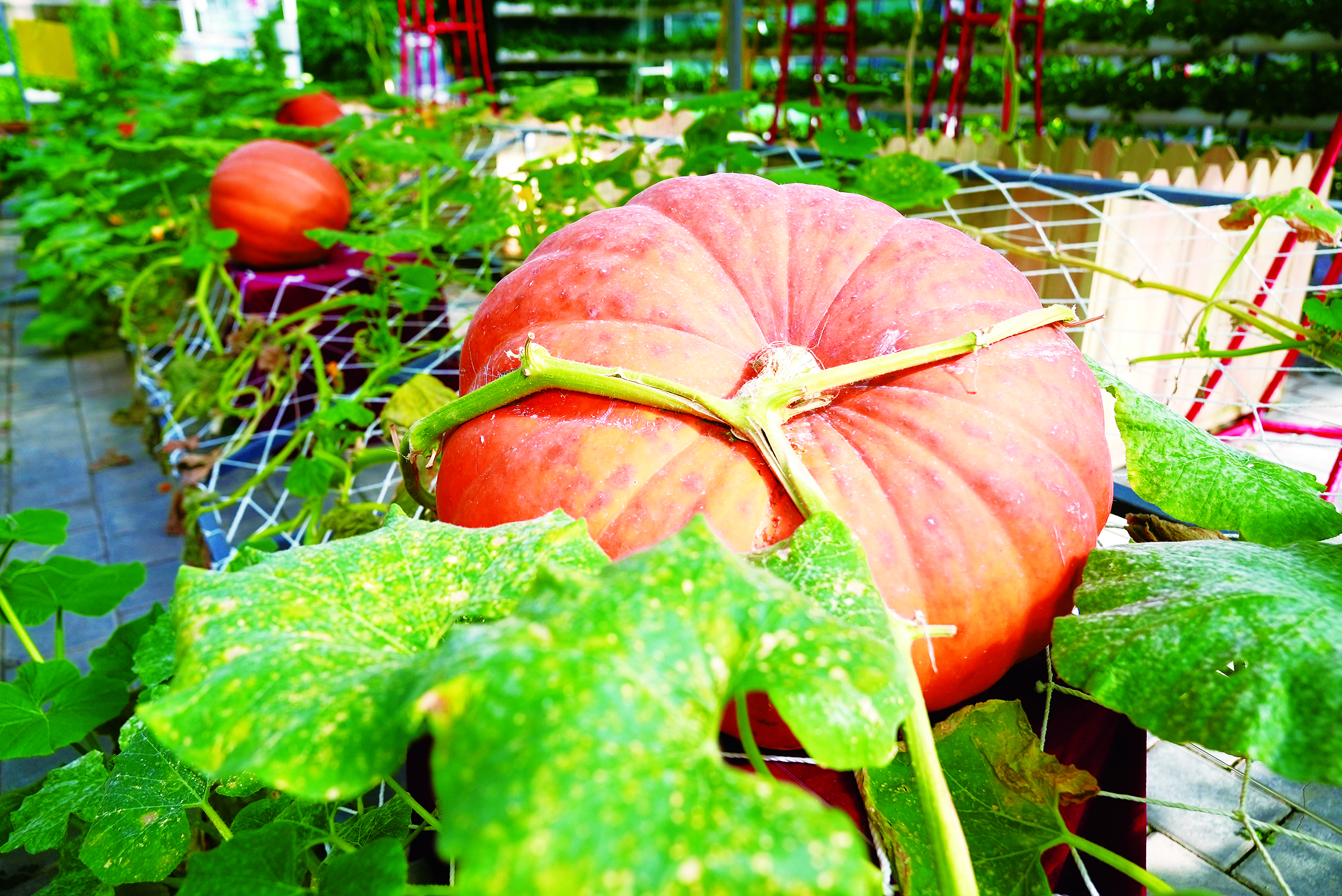 “农”情四溢 农博会有这些打卡美景