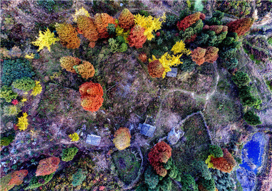 有一种美叫“黄柏山的秋天”