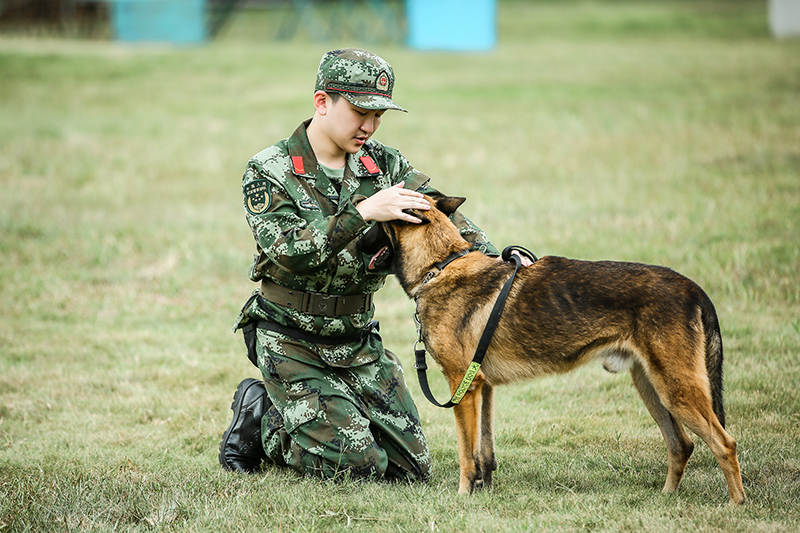 奇兵神犬张大大图片