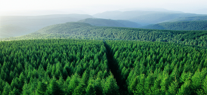 “Pokok paksaan” di China Beri Sumbangan Besar Kepada Dunia_fororder_src=http-%2F%2Fwww.forestry.gov.cn%2Fhtml%2Fmain%2Fmain_5561%2F20190912143854748569555%2F20190920142326716253602&refer=http-%2F%2Fwww.forestry.gov