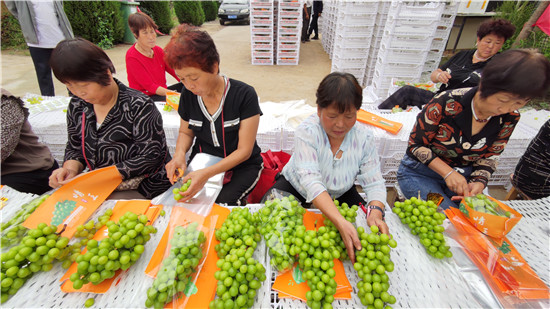 河南省靈寶市函谷關鎮：特色水果種植 助力鄉村振興_fororder_果農們正在對葡萄進行分裝 攝影 王春茹