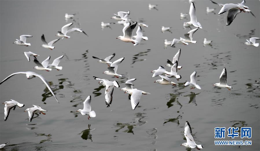 红嘴鸥连续33年飞临云南昆明越冬