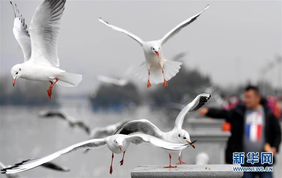 红嘴鸥连续33年飞临云南昆明越冬