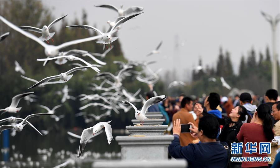 红嘴鸥连续33年飞临云南昆明越冬