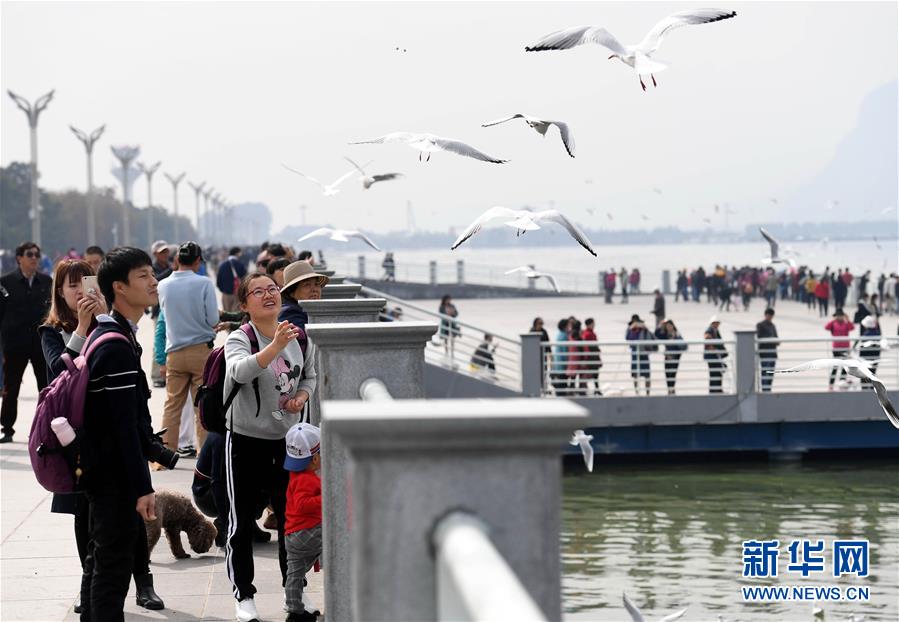 红嘴鸥连续33年飞临云南昆明越冬