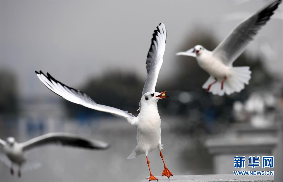 红嘴鸥连续33年飞临云南昆明越冬
